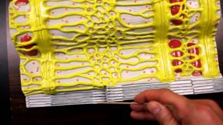 MUSCULAR SYSTEM ANATOMYMuscle fiber with sarcomere model description [upl. by Mitzi]