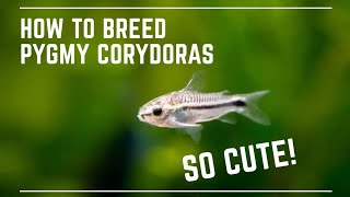 How to Breed Pygmy Corydoras  Super Cute Catfish [upl. by Lucilia638]