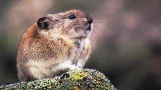 How the Collared Pika Prepares For Winter  Wild Alaska  BBC Earth [upl. by Llewxam]