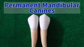 Permanent Mandibular Canine [upl. by Elledoj777]