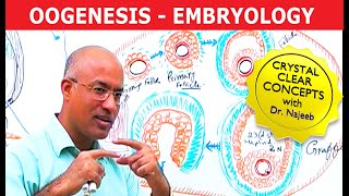 Oogenesis  Gametogenesis  Embryology🩺 [upl. by Velda80]