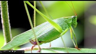 Understanding Insect Sounds Natures Orchestra [upl. by Tattan779]