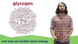 Carbohydrates Part 2 Polysaccharides [upl. by Leanahtan]