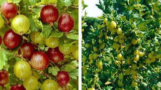 How to Grow Gooseberries Easy Fruit Planting Guide [upl. by Belvia445]