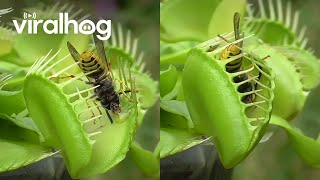 Venus Flytrap Eats Wasps  ViralHog [upl. by Bobbee]