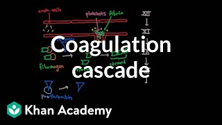 Coagulation cascade  Human anatomy and physiology  Health amp Medicine  Khan Academy [upl. by Noletta910]