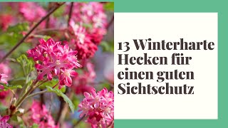 13 Winterharte Hecken für einen guten Sichtschutz [upl. by Spieler]