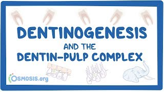 Dentinogenesis and the dentinpulp complex [upl. by Llertnek]