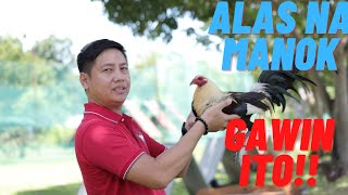 SABONG TIPS Paano Gumawa Ng Alas Na Manok Panabong [upl. by Nuahsar]