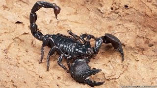 All about scorpions [upl. by Ariamoy]