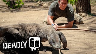 Meet the Largest Lizard on Earth  Deadly 60  BBC Earth Kids [upl. by Nnhoj]