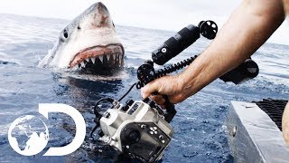 Great White Shark Hunting Techniques [upl. by Edee]