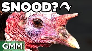 8 Strange Turkey Facts [upl. by Tiat]