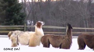 Llamas Snow Dancing [upl. by Ayikur]