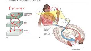 OSSM Neuro Chapter 10  Primary Visual Cortex [upl. by Woody209]