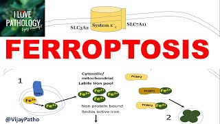 FERROPTOSIS  Iron dependent Programmed cell death Mechanism  Applications [upl. by Daniella]