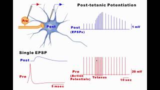 Synaptic Plasticity [upl. by Akierdna22]