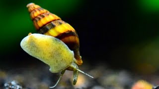 Assassin Snail Care Guide  THE TRUTH ABOUT THIS KILLER [upl. by Yldarb]