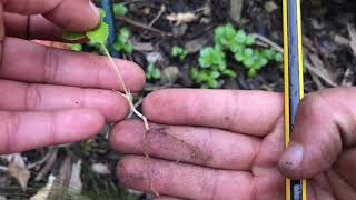 How to propagate hellebores [upl. by Santini217]