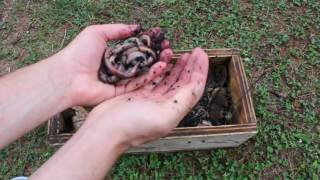 Howto Keep Earthworms Alive and Wriggling Tutorial [upl. by Irehc]