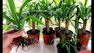 How to propagate Yucca plant from cutting [upl. by Veda]