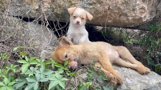 The cry for help of two dogs abandoned by their cruel owner on the side of the road and I saved them [upl. by Cawley]