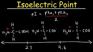 How To Calculate The Isoelectric Point of Amino Acids and Zwitterions [upl. by Eigroeg26]