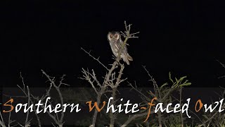 Southern Whitefaced Owl Ptilopsis granti Bird Call Video Nocturnal Birds  Stories Of The Kruger [upl. by Leibarg]