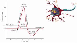 012 The Absolute and Relative Refractory Periods [upl. by Ellienad266]