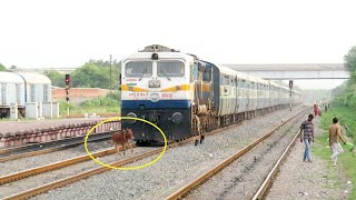 Live Runover  Speedy Train Hits Cow  Patliputra Ltt Superfast [upl. by Yanrahc]