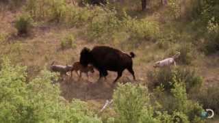 Bison and Her Calf Battle Wolves  North America [upl. by Atoked]