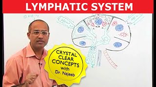 Introduction to Lymphatic System  Lymph Nodes [upl. by Olympia]