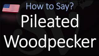 How to pronounce Pileated Woodpecker CORRECTLY [upl. by Laamaj]