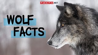 Unbelievable Wolf Facts You Never Knew [upl. by Assenahs]