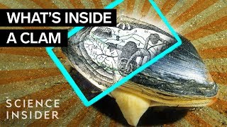 Whats Inside A Clam [upl. by Gibby632]