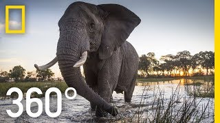 Elephant Encounter in 360  Ep 2  The Okavango Experience [upl. by Nevram]