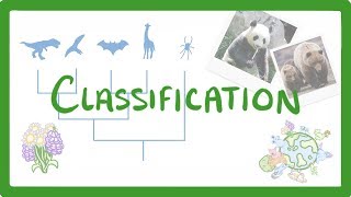 GCSE Biology  Classification 80 [upl. by Paul]