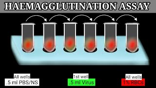 Haemagglutination Assay  HA Assay  HA Test [upl. by Repotsirhc407]