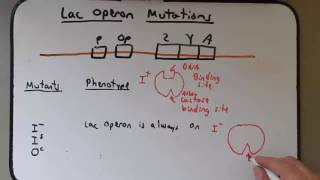 Gene Regulation lac operon mutations [upl. by Postman]