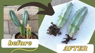 How to Root a Cactus Offset WITH RESULTS  Propagate a Cactus [upl. by Froh449]