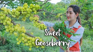 Pick fresh sweet gooseberry for making recipe  Sweet Gooseberry spicy cooking  Fresh fruit [upl. by Puklich]