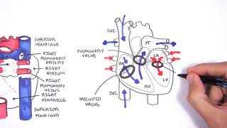 Introduction to Cardiac Heart Anatomy and the Chest Xray [upl. by Lorelie]