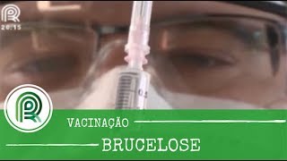 Brucelose veja como aplicar corretamente a vacina [upl. by Erret]