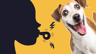 Whistle Sounds For Dogs  To Attract Dogs [upl. by Leary]