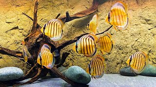 My FAVORITE Wild Caught Discus Aquarium [upl. by Muns]