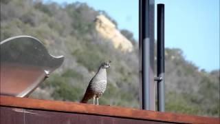 Female California Quail Calling [upl. by Olson907]