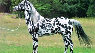 10 Beautifully Colored Rare Horse Breeds [upl. by Jephum]