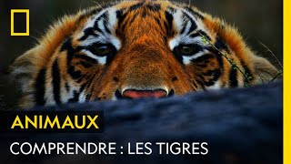 COMPRENDRE  Les tigres [upl. by Astiram]