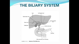 Acute Cholecystitis and Cholangitis [upl. by Taro]