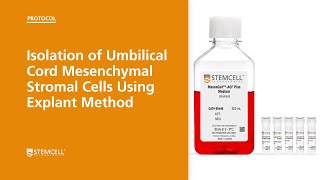 Willem Fibbe EHA 2018 – Therapeutic potential of mesenchymal stromal cells [upl. by Ives]